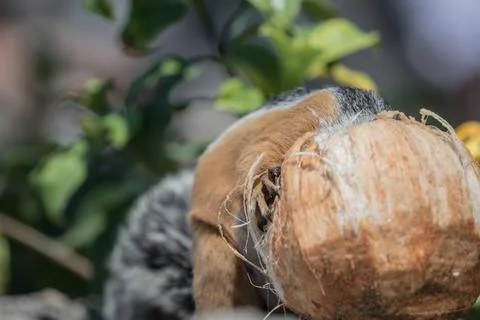 Fluffy squirrel with fluffy tail stands on its hind legs 스톡 사진