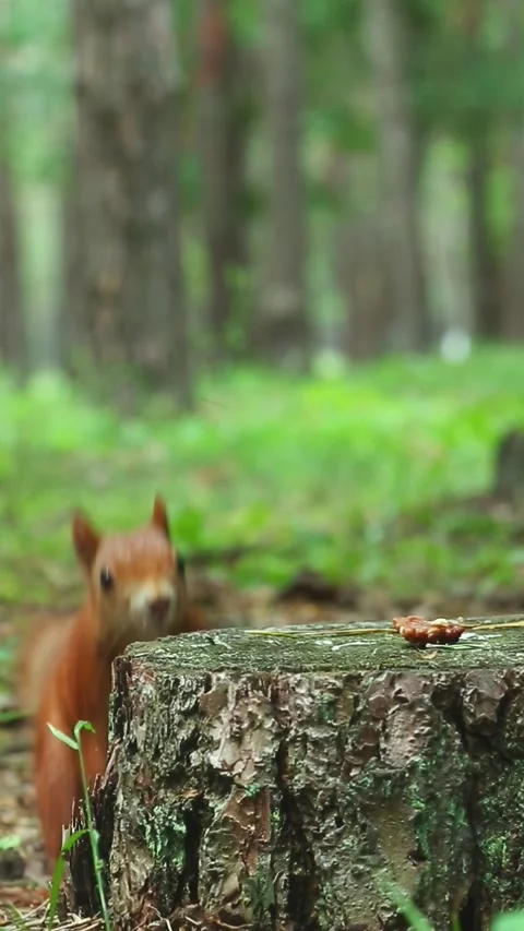 A fluffy squirrel in the forest jumps on a stump runs away with food Stock Footage 313366617