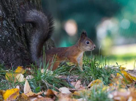 Fluffy squirrel on the grass in the park Stock Photos