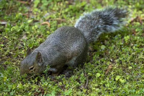 Fluffy Squirrel In the Grass Stock Photos
