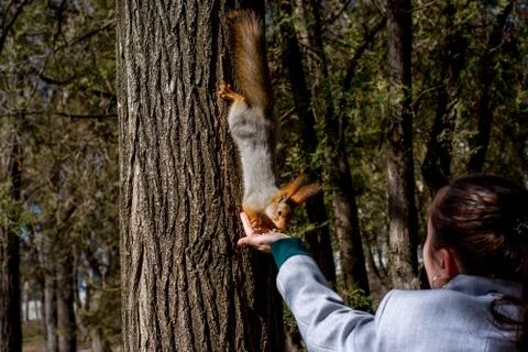 Fluffy squirrel held by claws on a tree and eating nuts from young girl hand  Stock Photos
