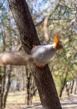 Fluffy squirrel held by claws on a tree in a resort park and looking forward, Stock Photos