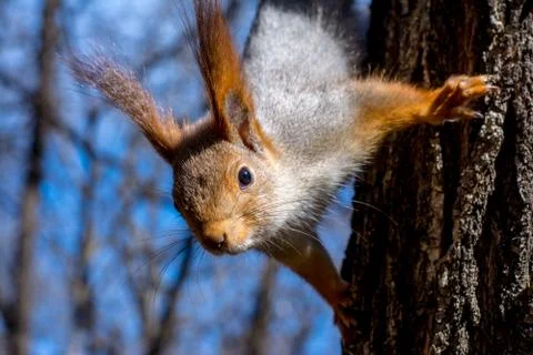 Fluffy squirrel held by claws on a tree in a resort park and looking ahead, s Stock Photos