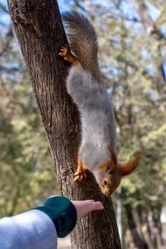 Fluffy squirrel held by claws on a tree and eating nuts from young girl hand  스톡 사진