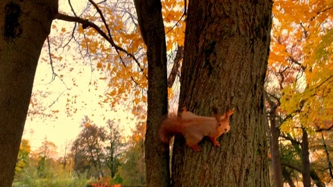 Fluffy squirrel jumping on grass and trees in a beautiful autumn park Stock-Footage 118044973