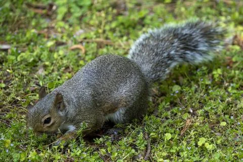 Fluffy Squirrel on the Lawn Stock Photos