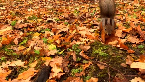 Fluffy squirrel looking for nuts under yellow fallen leaves Stock-Footage 118044992