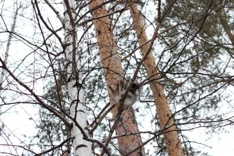 Fluffy squirrel on a pine branch in a winter snowy forest Stock Photos
