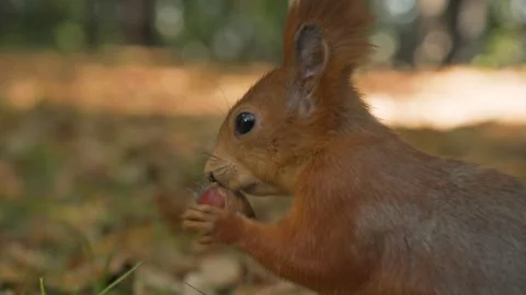 A fluffy squirrel puts a hazelnut in its mouth and jumps to bury it Stock-Footage 285922765