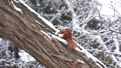 Fluffy squirrel rejoices in the snow Stock Footage 146929071