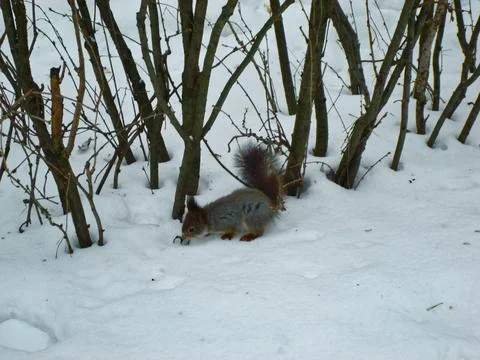 Fluffy squirrel runs through the snow in winter Fotos Stock