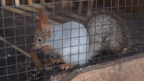 The fluffy squirrel sits in a cage and washes its paws after eating. Stock Footage 150195088
