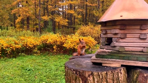 Fluffy squirrel sits by a feeding house on a stump Stock-Footage 118045002