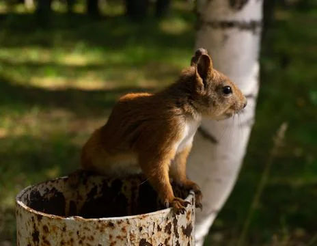 A fluffy squirrel sits on a pipe and looks around. Looking for a treat. Russia Stock Photos