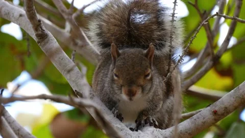 Fluffy Squirrel Sits in Tree and Turns Its Head Stock Footage 231020715