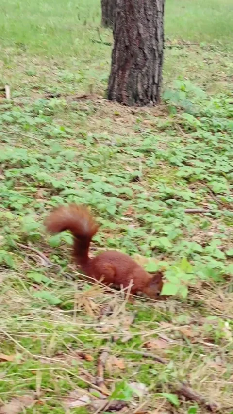 Fluffy squirrel sitting and eating treats on forest clearing ground Video stock 314267080