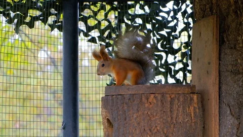 Fluffy squirrel sitting on a tree Stock Footage 116484042