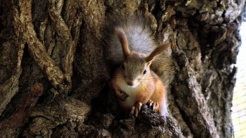 Fluffy squirrel sitting on a tree Stock Footage 116484892