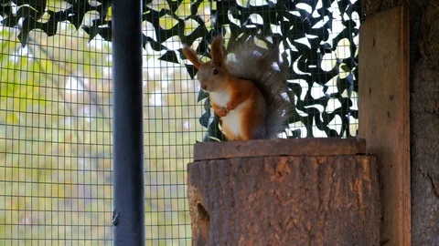 Fluffy squirrel sitting on a tree Stock Footage 116485836