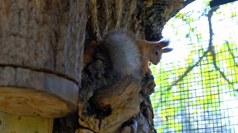 Fluffy squirrel sitting on a tree Stock Footage 116486286