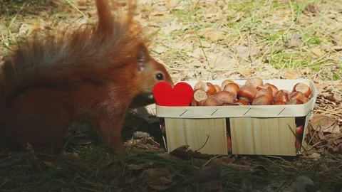 Fluffy squirrel takes decorative heart from nut feeder closeup Stock Footage 314250013