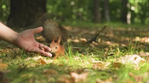 A fluffy squirrel takes the hazelnut from the Man's hand 库存影片 285922432