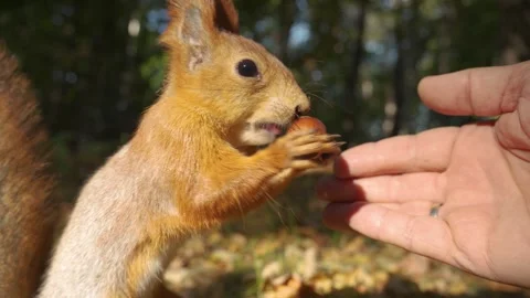 A fluffy squirrel takes a hazelnut from a man's hand in the autumn forest Stock-Footage 285922519