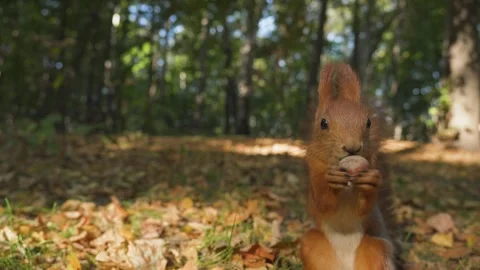 A fluffy squirrel takes a hazelnut from a man's hand and runs to bury it Video stock 285922778