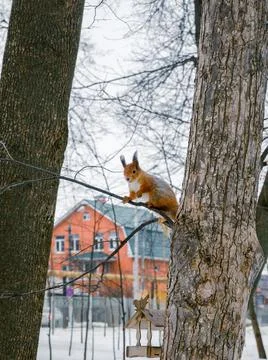 The fluffy squirrel is taking rest before next jump. The small wild animal be Stock Photos