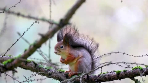 Fluffy squirrel on a tree branch Stock Footage 257298657
