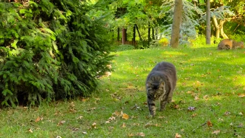 Fluffy stray cat walking on green grass in Istanbul park Stock Footage 346487182