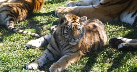 Fluffy striped babes with mom Stock Footage 89297030