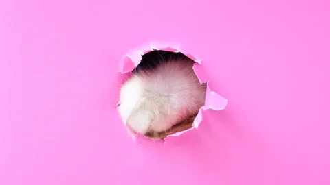 Fluffy striped cat paws peeking out of round hole in torn pink paper close-up. Stock Footage 309735140