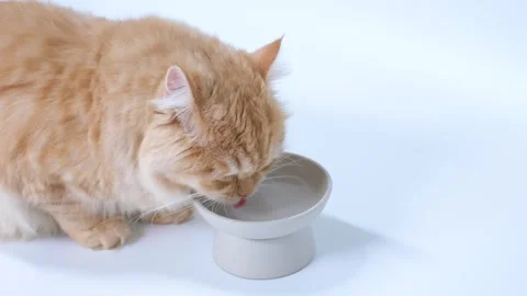 Fluffy striped ginger cat drinks water from gray bowl on a white background Stock Footage 249160336