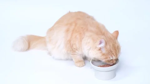 Fluffy striped ginger cat eats meat food from a gray bowl on white background 스톡 동영상 249230073