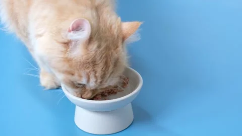 Fluffy striped ginger cat eats meat food from gray bowl on blue background close 스톡 동영상 249230111