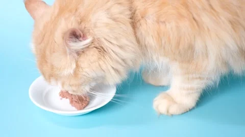 Fluffy striped ginger cat eats meat food from white bowl on blue background 스톡 동영상 309005548