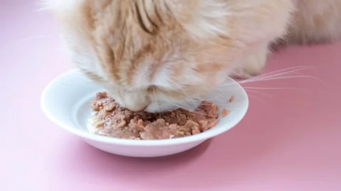 Fluffy striped ginger cat eats meat food from white bowl on pink background 스톡 동영상 309097493