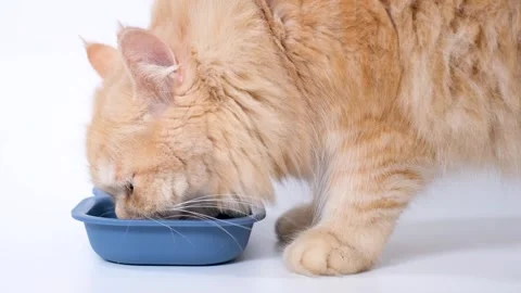 Fluffy striped ginger cat eats meat food from white bowl on white background 스톡 동영상 309097499