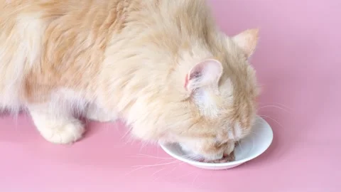 Fluffy striped ginger cat eats meat food from white bowl on pink background 스톡 동영상 309506684