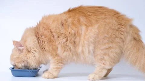 Fluffy striped ginger cat eats meat food from white bowl on white background 스톡 동영상 313096467