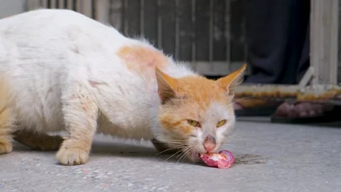 Fluffy striped ginger cat eats meat food from floor. Footage of Cat eating meat. Stock Footage 342611614