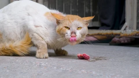 Fluffy striped ginger cat eats meat food from floor. Footage of Cat eating meat. Stock Footage 342611617