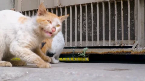 Fluffy striped ginger cat eats meat food from floor. Footage of Cat eating meat. Stock Footage 342611876