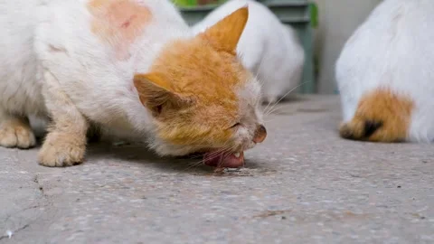 Fluffy striped ginger cat eats meat food from floor.hungry cats Stock Footage 342612022
