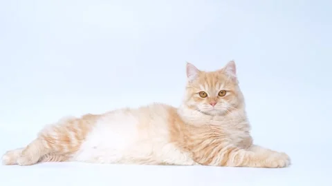Fluffy striped ginger cat lies on white background, side view. Stock Footage 249440219