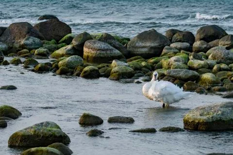 Fluffy swan Stock Photos
