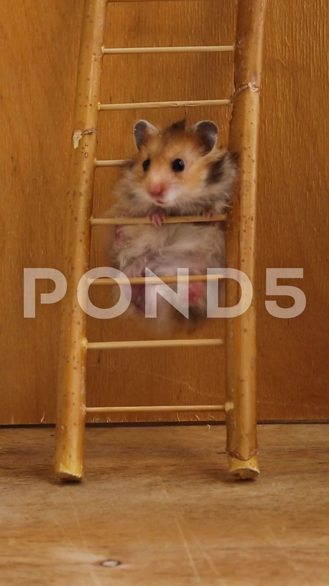 Syrian clearance hamster fluffy