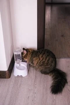 Fluffy tabby cat drinking clean water from automatic dispenser in house. Pet Stock Photos