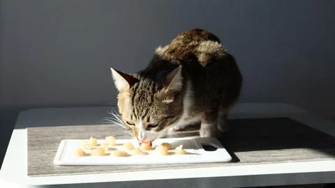 Fluffy Tabby Cat Eats Raw Chicken Meat Stock Footage 274848402
